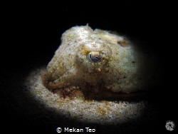 little sepia with home made snoot by Mekan Teo 